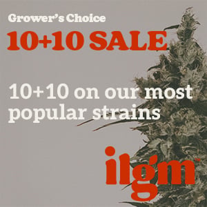 Looking for Cannabis Seeds?